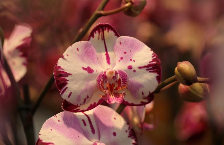 Orchidea