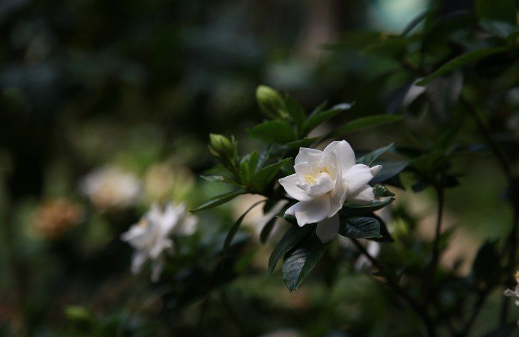 Gardenia 