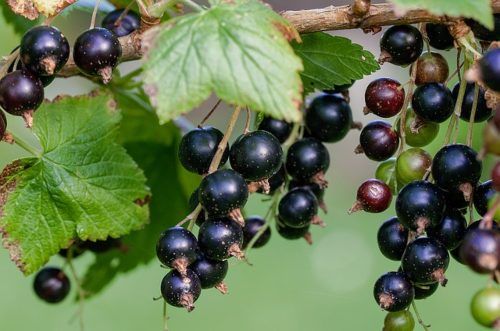 ribes nero