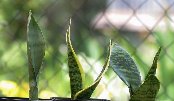 sansevieria