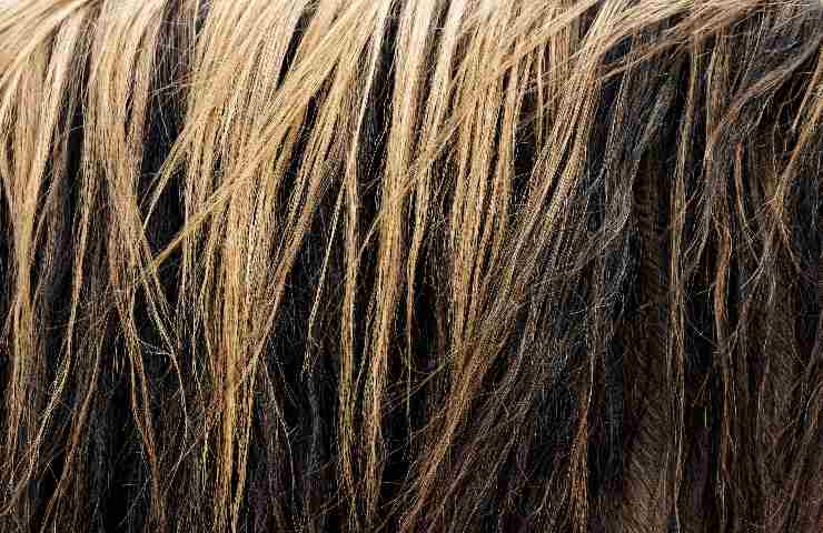 L’assenza di melatonina in capelli