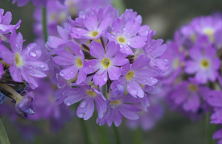 Primule viola fiorite