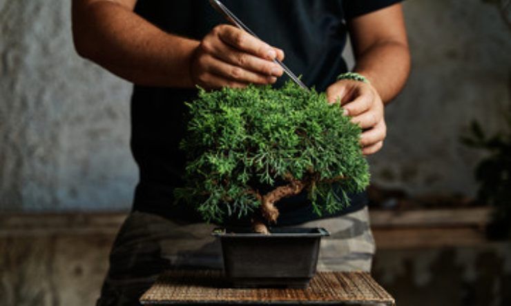 bonsai