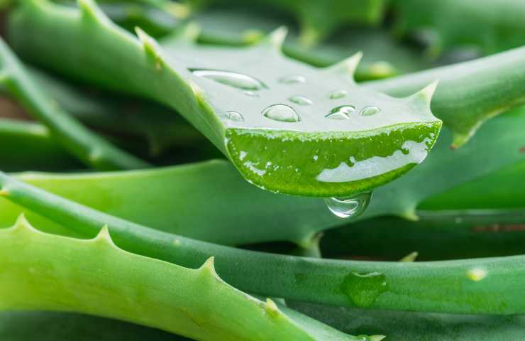 aloe