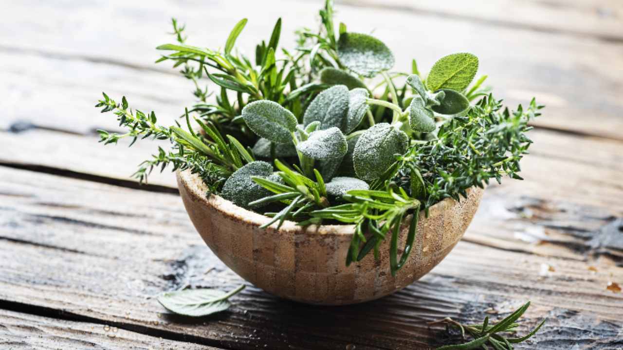 erbe medicinali