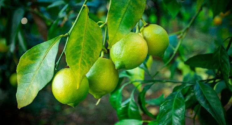 foglie gialle limoni