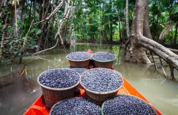 bacche acai proprietà