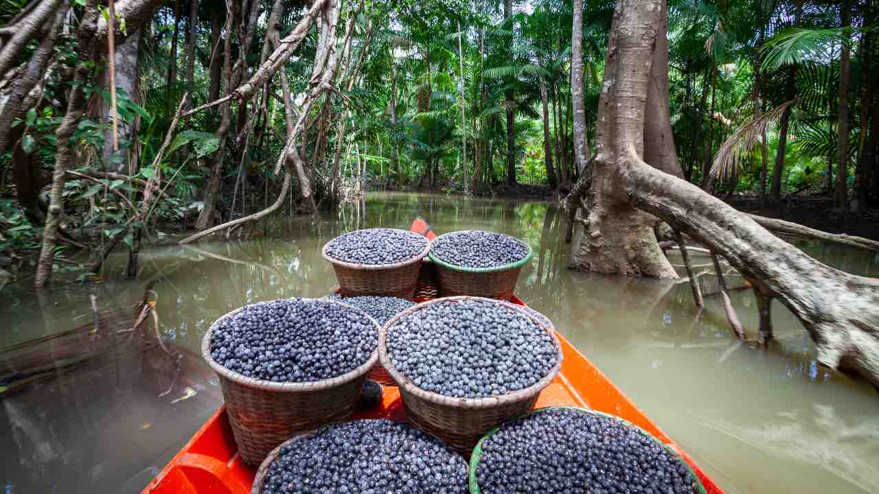 bacche acai proprietà