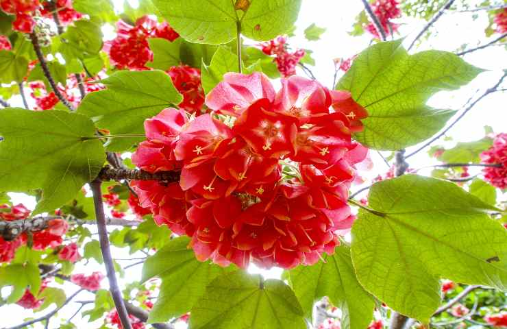 Dombeya