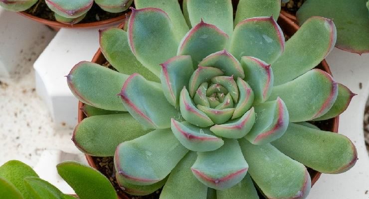 Echeveria foglie bianche e molli