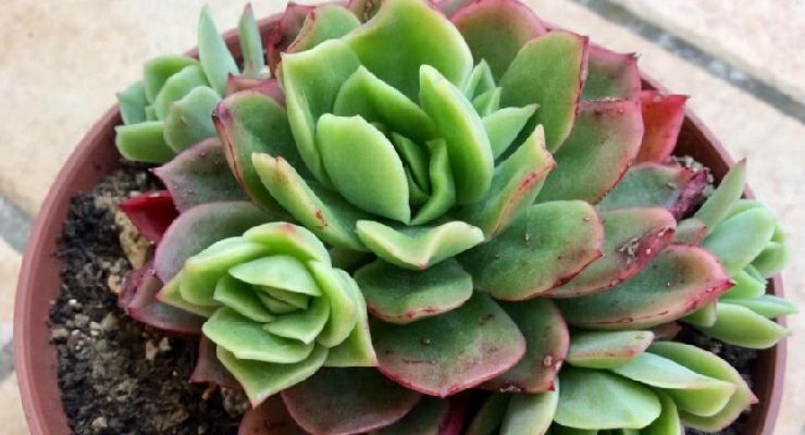 Echeveria foglie bianche e molli