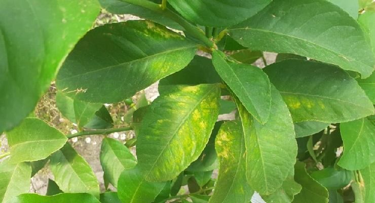 Foglie gialle albero di limoni