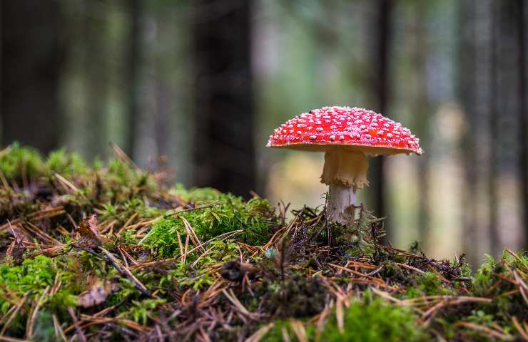 Cibi salutari e nutrienti