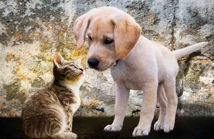 Gattino e cagnolino