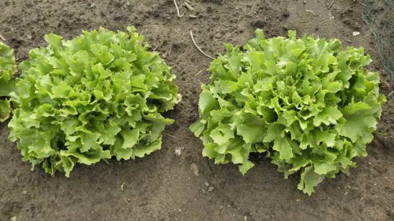 L’indivia: l'insalata tipicamente mediterranea facile da coltivare