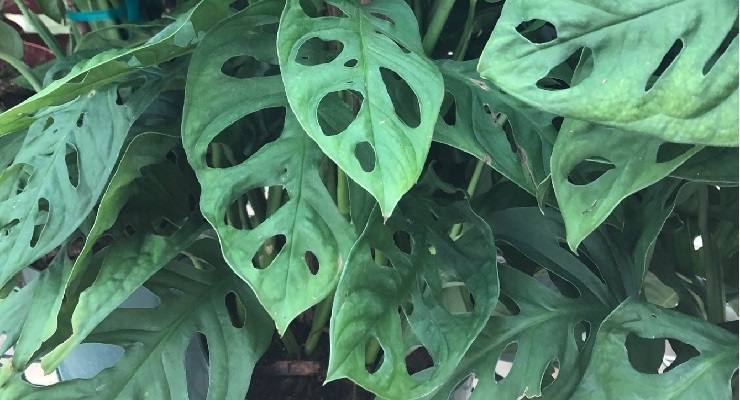 Monstera adansonii stimolare nuove foglie