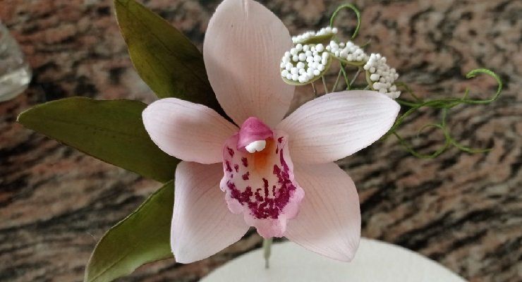 Orchidea cotone-terapia