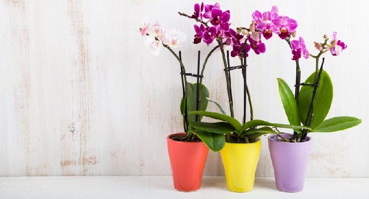 Orchidea curare dopo fioritura caduta fiori
