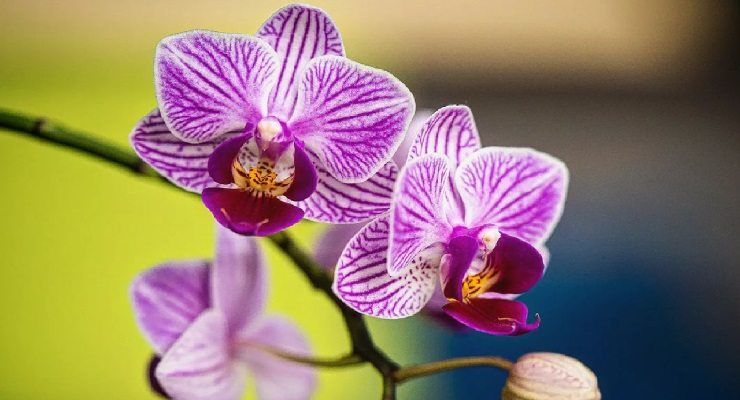 Orchidea foglie bucate come risolvere