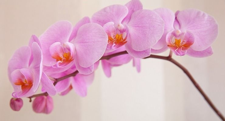 concimare orchidea e stimolare fiori
