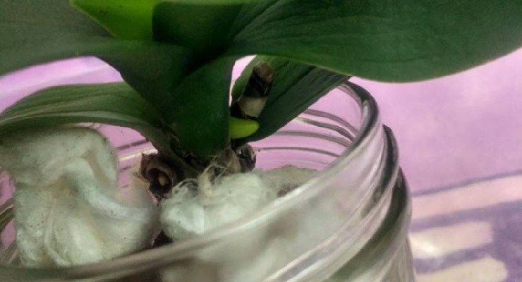 Orchidea cotone-terapia