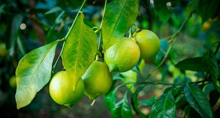 Pianta di limone foglie arricciate