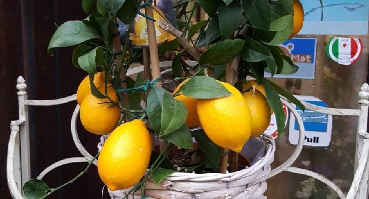 Pianta di limone foglie arricciate