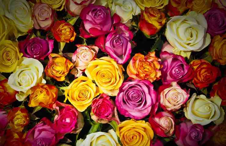 Rose colorate