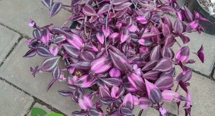 Tradescantia foglie pallide scolorite