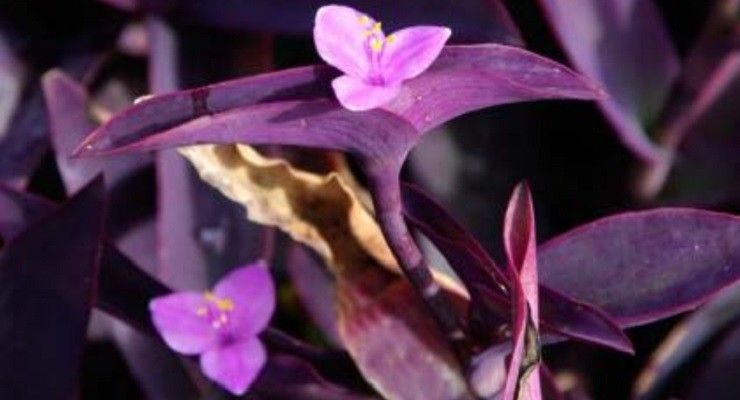 Tradescantia foglie pallide scolorite