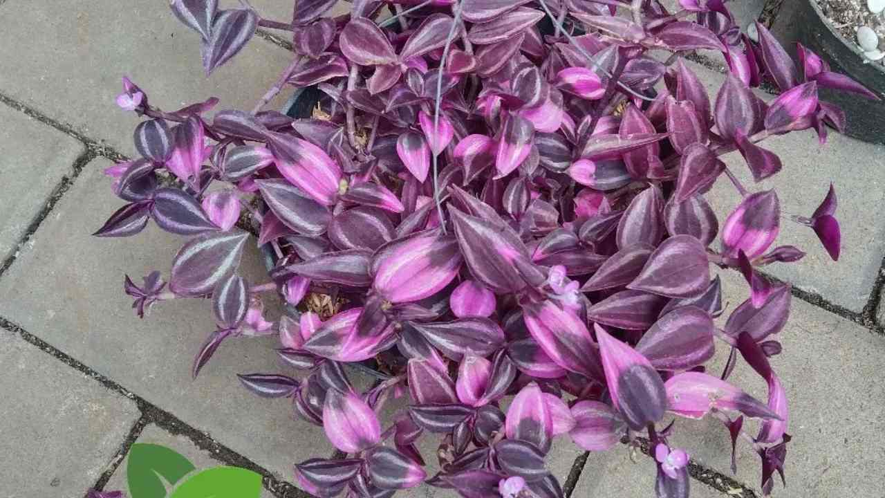 Tradescantia foglie pallide scolorite