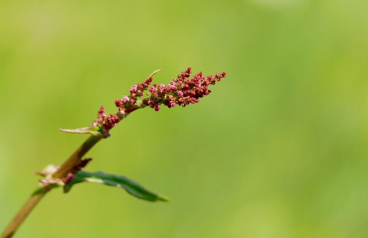 Aetosa rumex caratteristiche usi