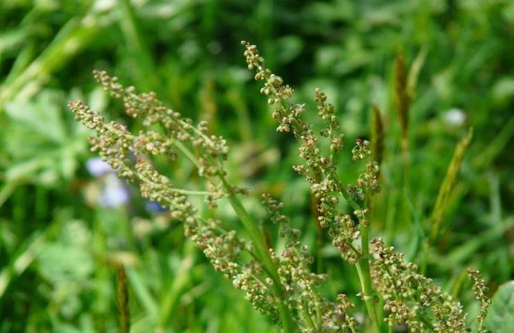 acetosa rumex caratteristiche mediche