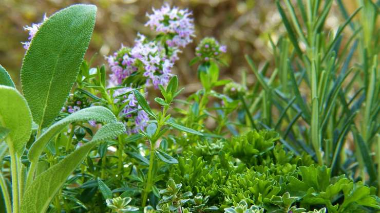 rimedi naturali per la digestione