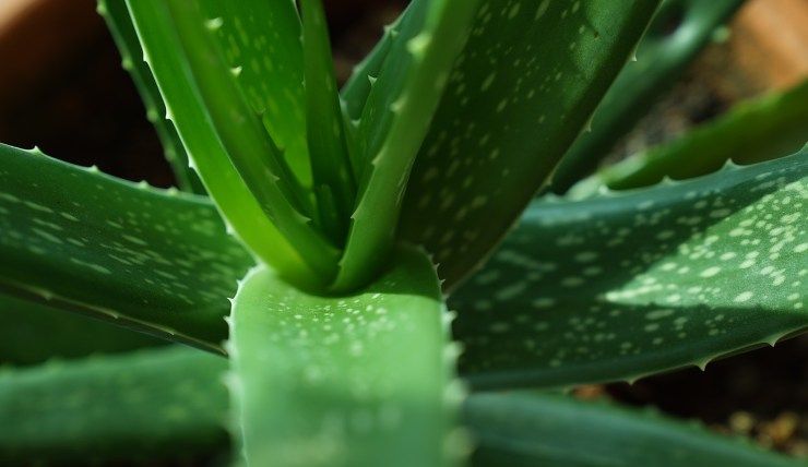 aloe vera