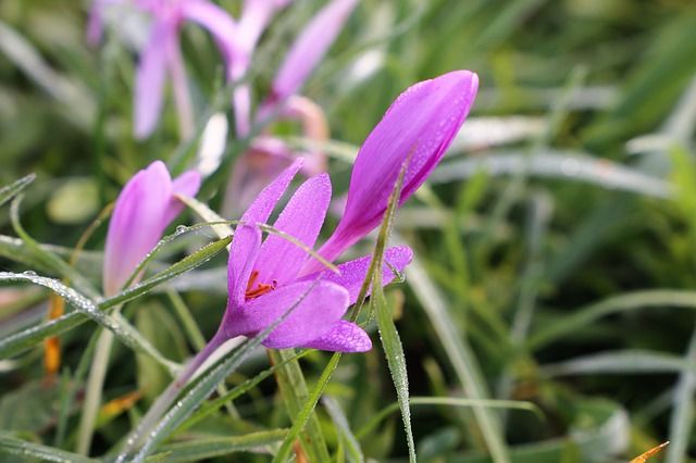 colchicum