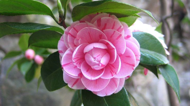 camelia salute