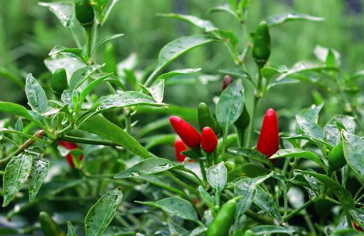 Peperoncino coltivazione
