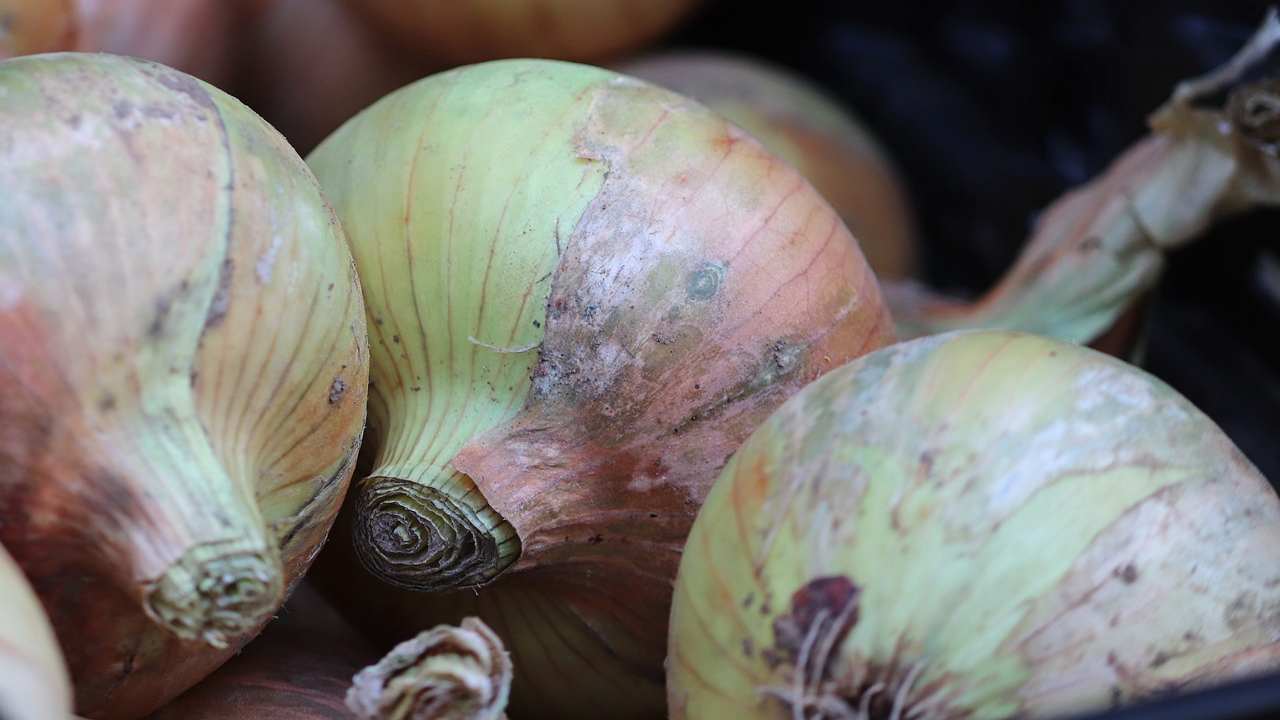 bucce cipolla secondo piatto