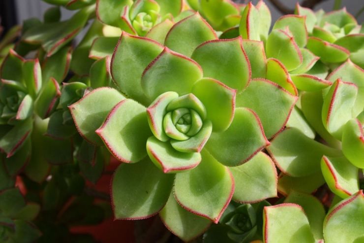 echeveria