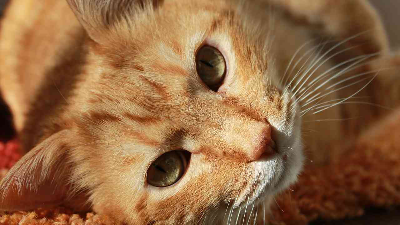 gatto vivere più a lungo