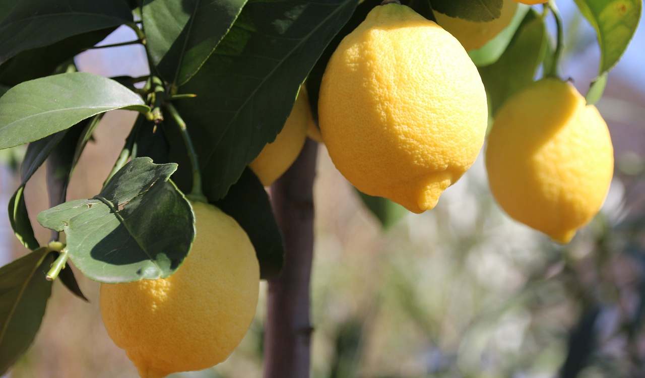 pianta di limone