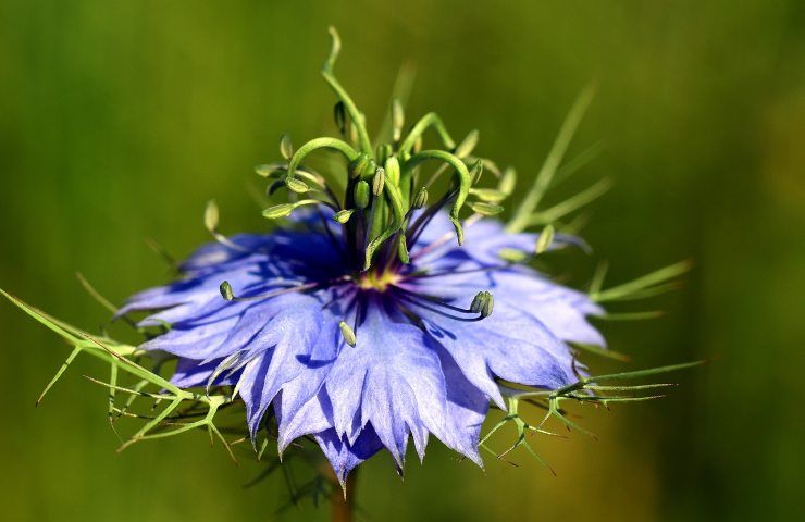 semi nigella Sativa contro diabete