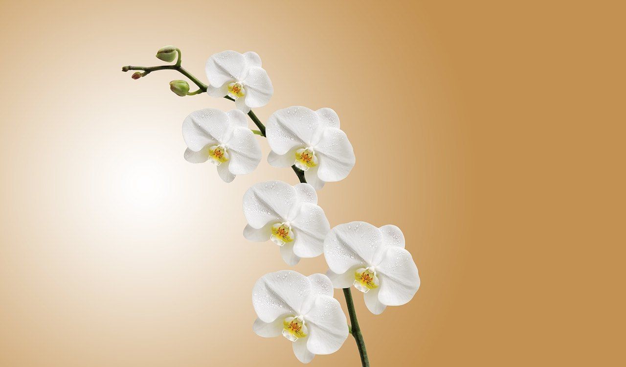 orchidea