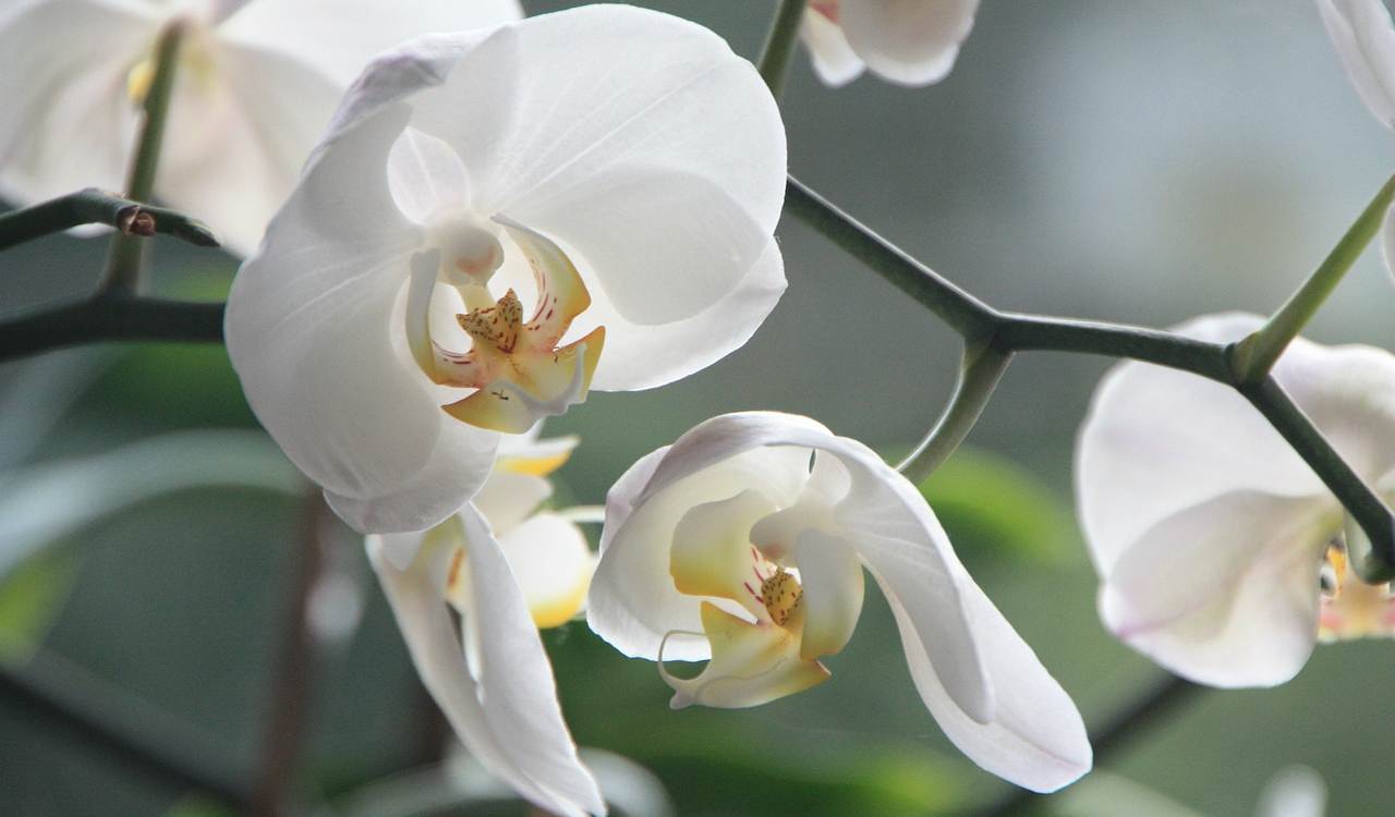 orchidea