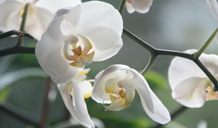 orchidea 