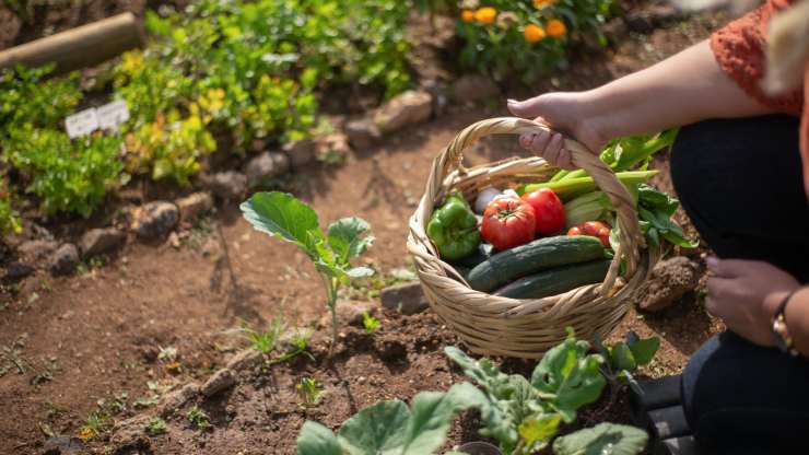 come preparare l'orto febbraio e marzo