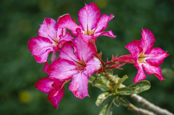 rosa del deserto