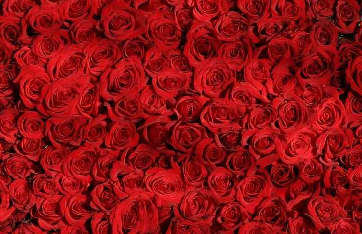 rose rosse san valentino