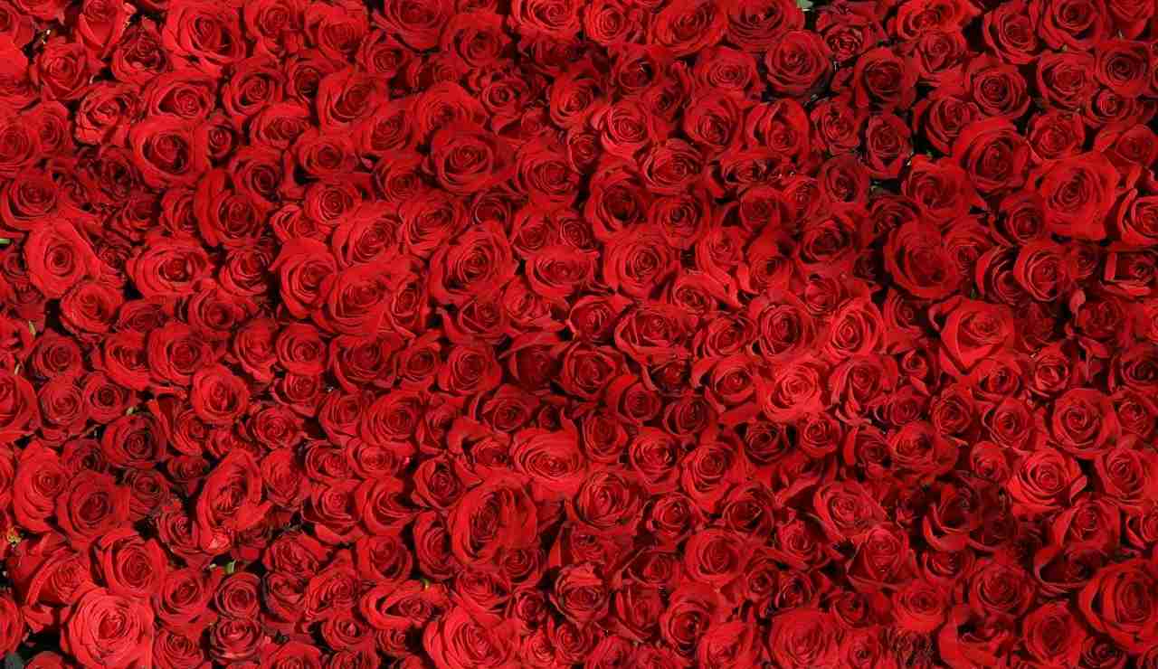 rose rosse san valentino